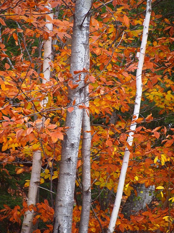High Ridge Meadows Farm, East Randolph, Vermont
