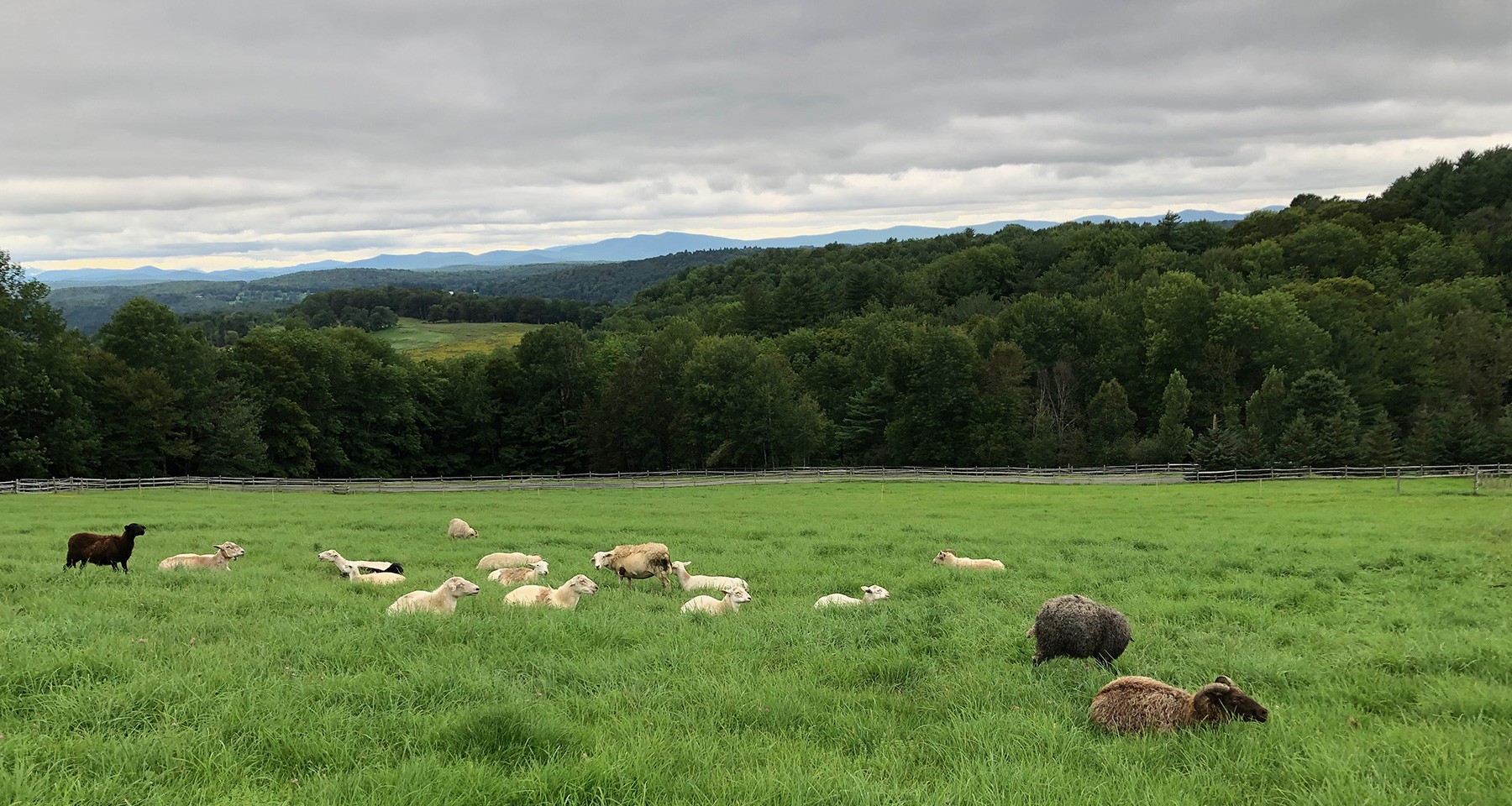 Sheep and wool from High Ridge Meadows Farm, East Randolph, Vermont