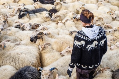 A girl in the middle of a flock of Icelandic sheep, wearing a sweater made with lopi yarn In a traditional style from Icelandic sheep’s wool