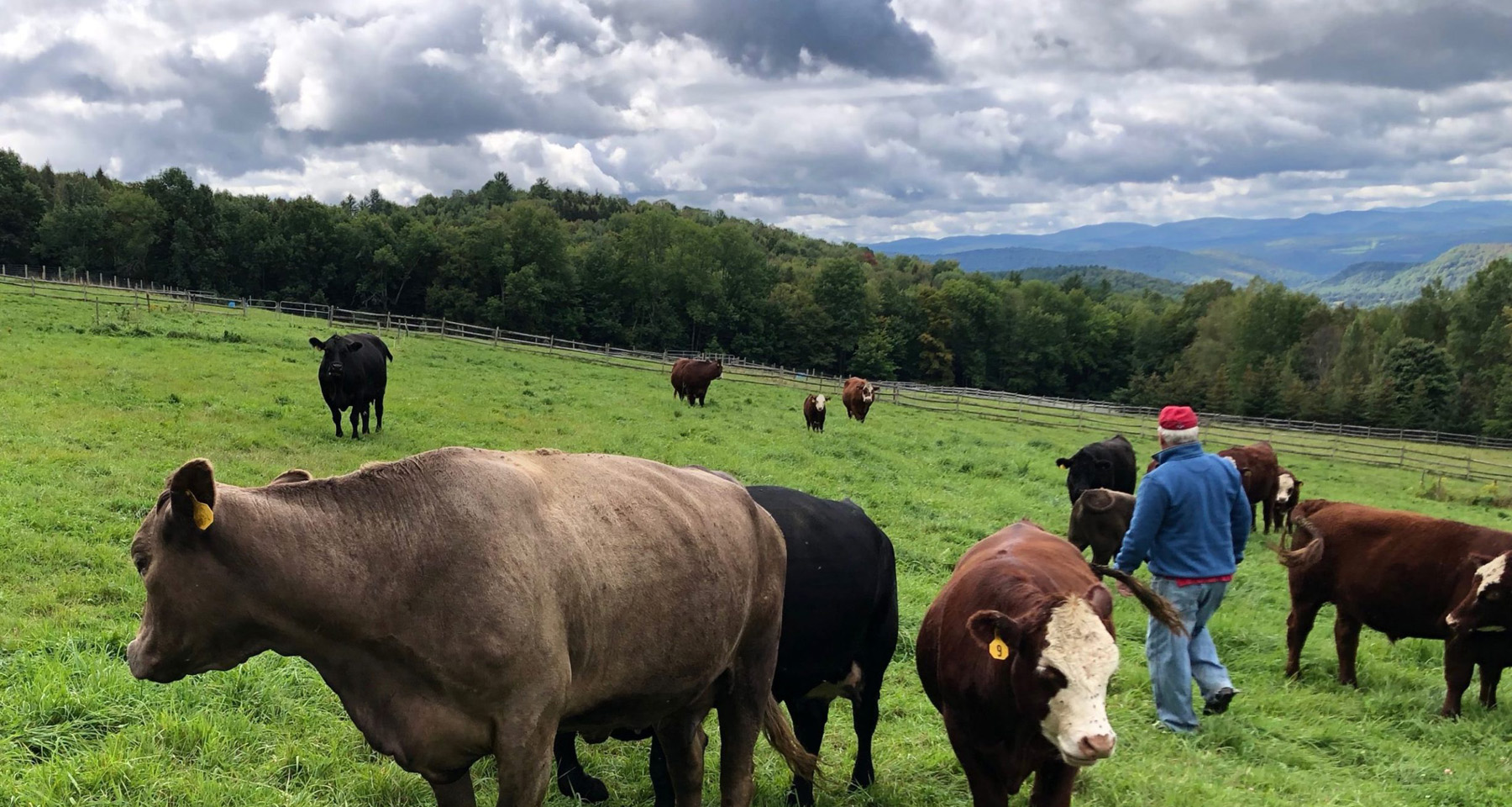 Cattle at High Ridge Meadows Farm, Randolph, VT